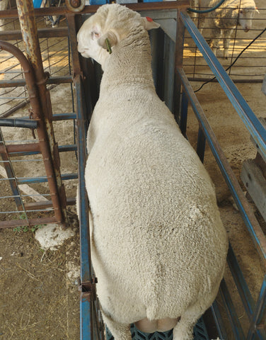 Wide sheep in great condition.