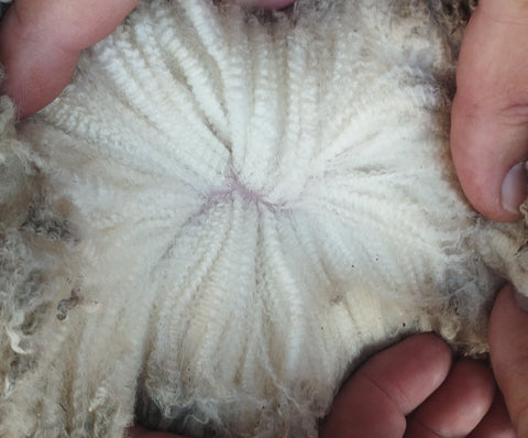 Parting of wool on a 2th ewe