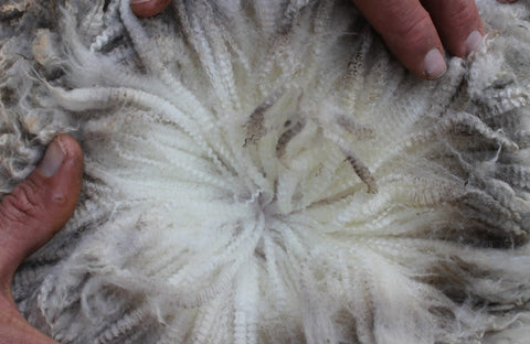Deeply crimped wool