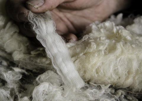 Typical fine crimping wool.