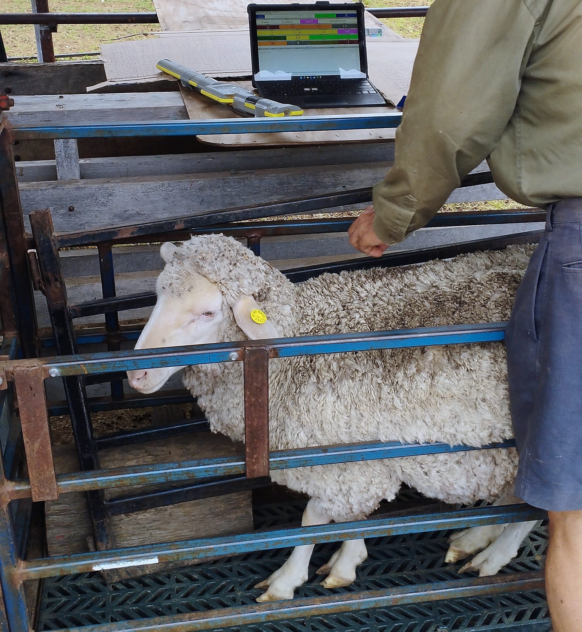 Sheep being classed in a classing crate with a laptop of data in the background