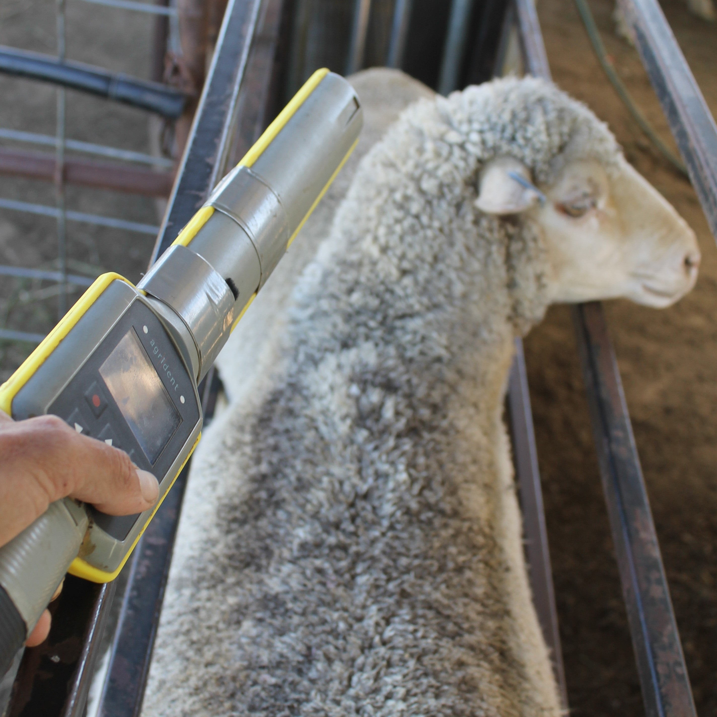 Scanning a sheep eartag