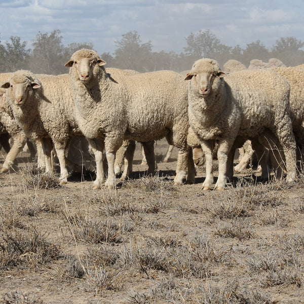 Fat rams in droughted paddock