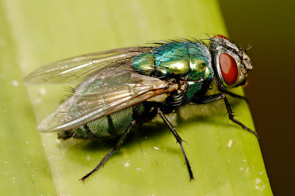 A lucilia cuprina blowfly