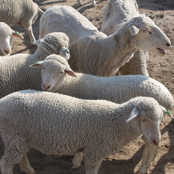 Fast growing lambs