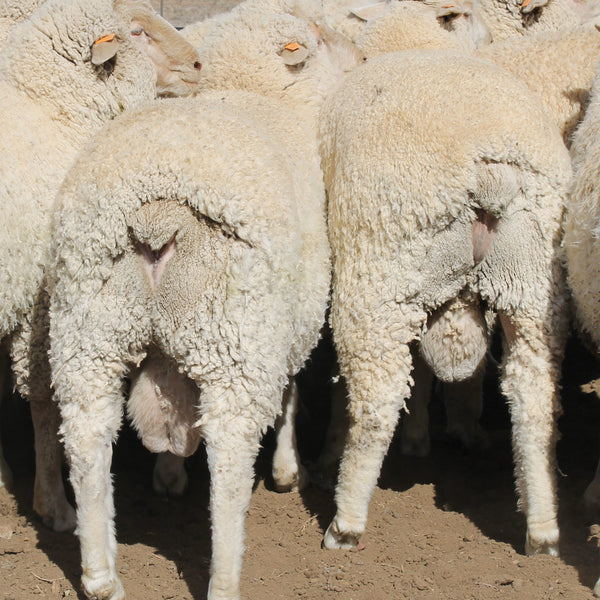 Big, rounded, bare rump on a ram lamb