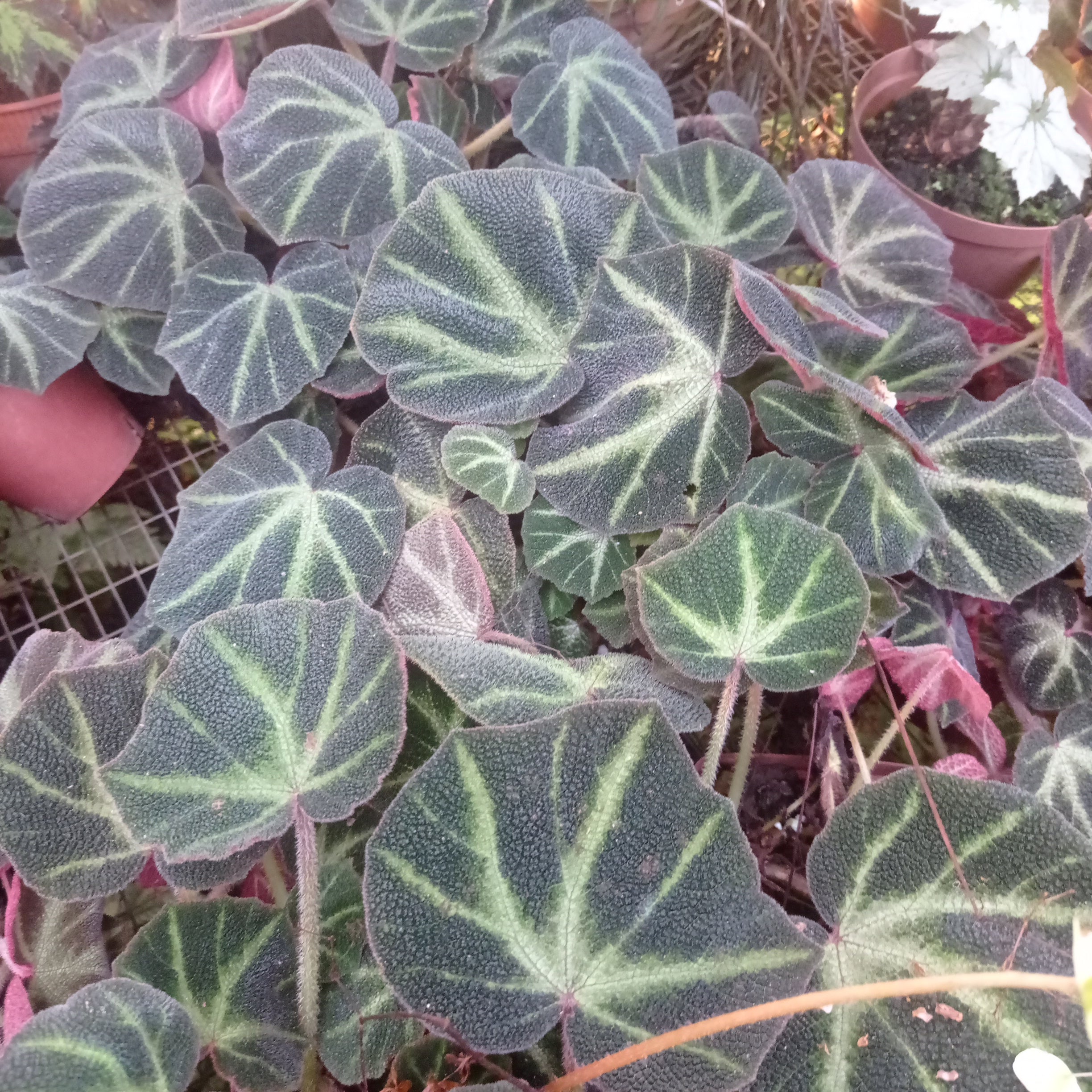 Begonia noid – ExoticFlora