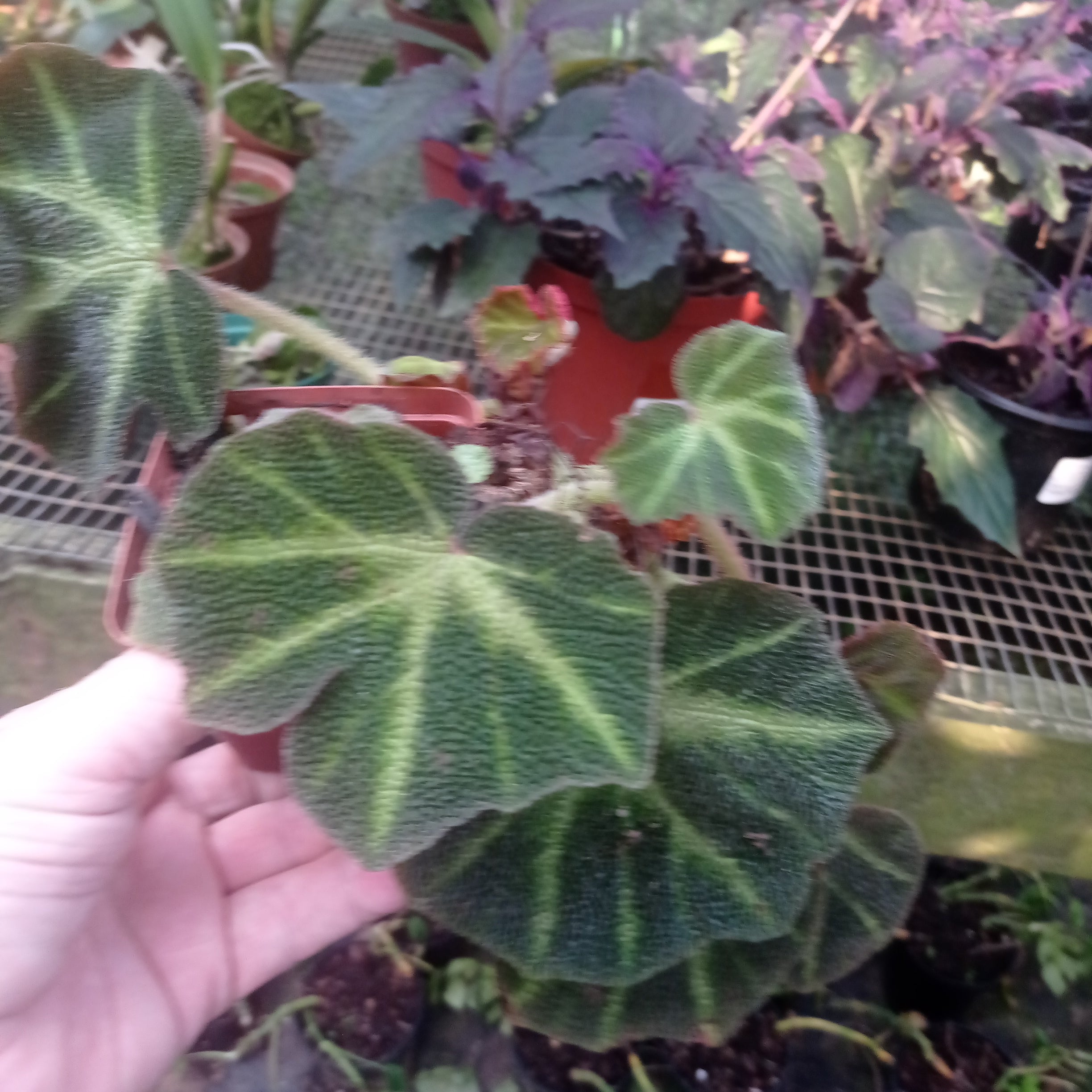 Begonia noid – ExoticFlora