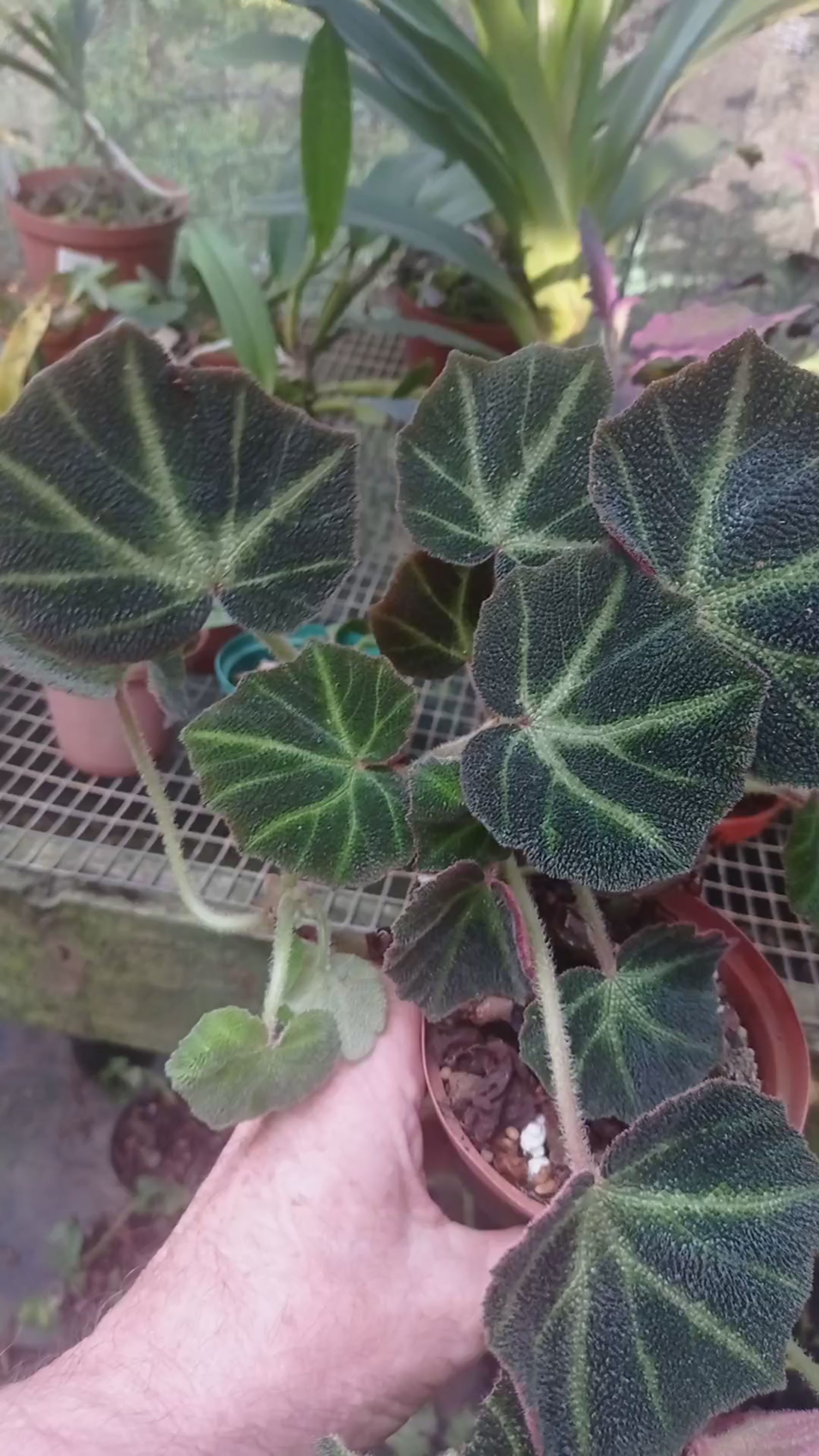 Begonia noid – ExoticFlora