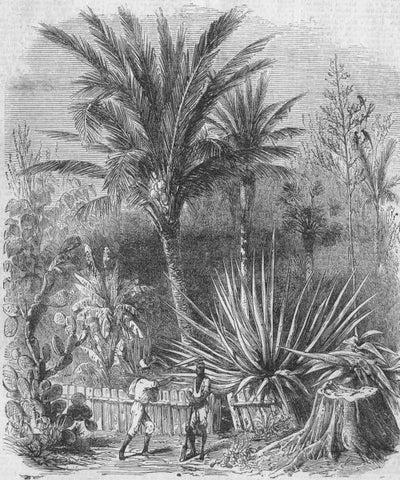Cuban Sugar Plantation 1860