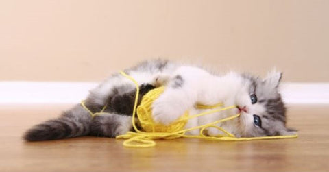 cat playing with punch needle yarn