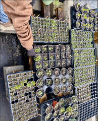 Seed Starting in the Green House