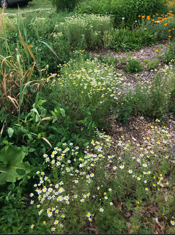 field of chamomile 