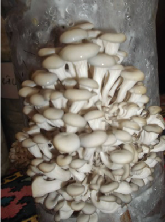 Oyster mushroom (Lentinus sajor-caju) spawn Variety 2 kg