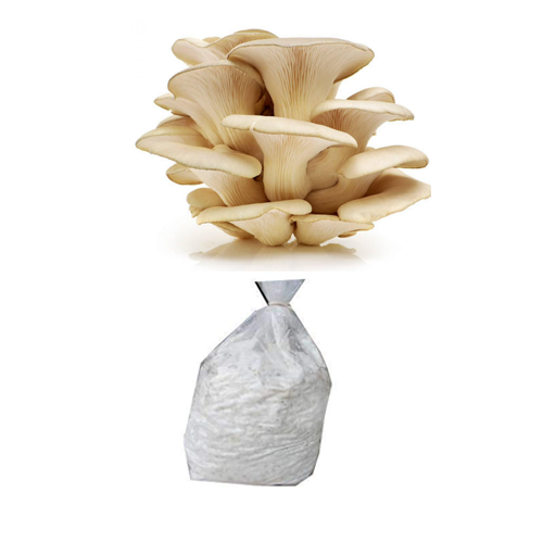 BM MUSHROOM Oyster Mushrooms Grow Kit Spawn with PP Bags 1 kg spawn   Amazonin Garden  Outdoors