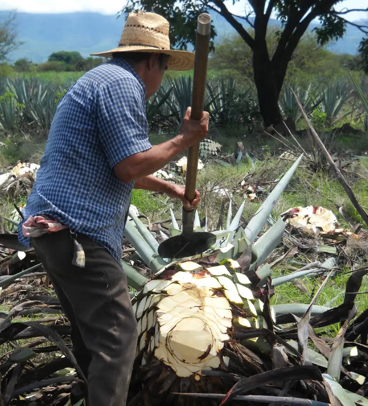 Cutting Agave Plant in Jalisco Mexico