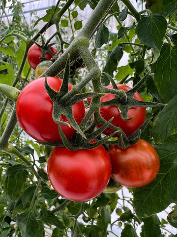 栽培中のトマト、産毛（トリコーム）が見えます