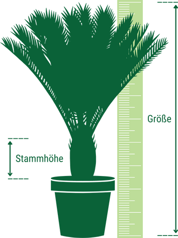Schema zur Darstellung der Bemaßung der Größe und Stammhöhe von Pflanzen