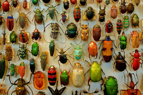 scarabées de toutes les couleurs, musée de scarabées