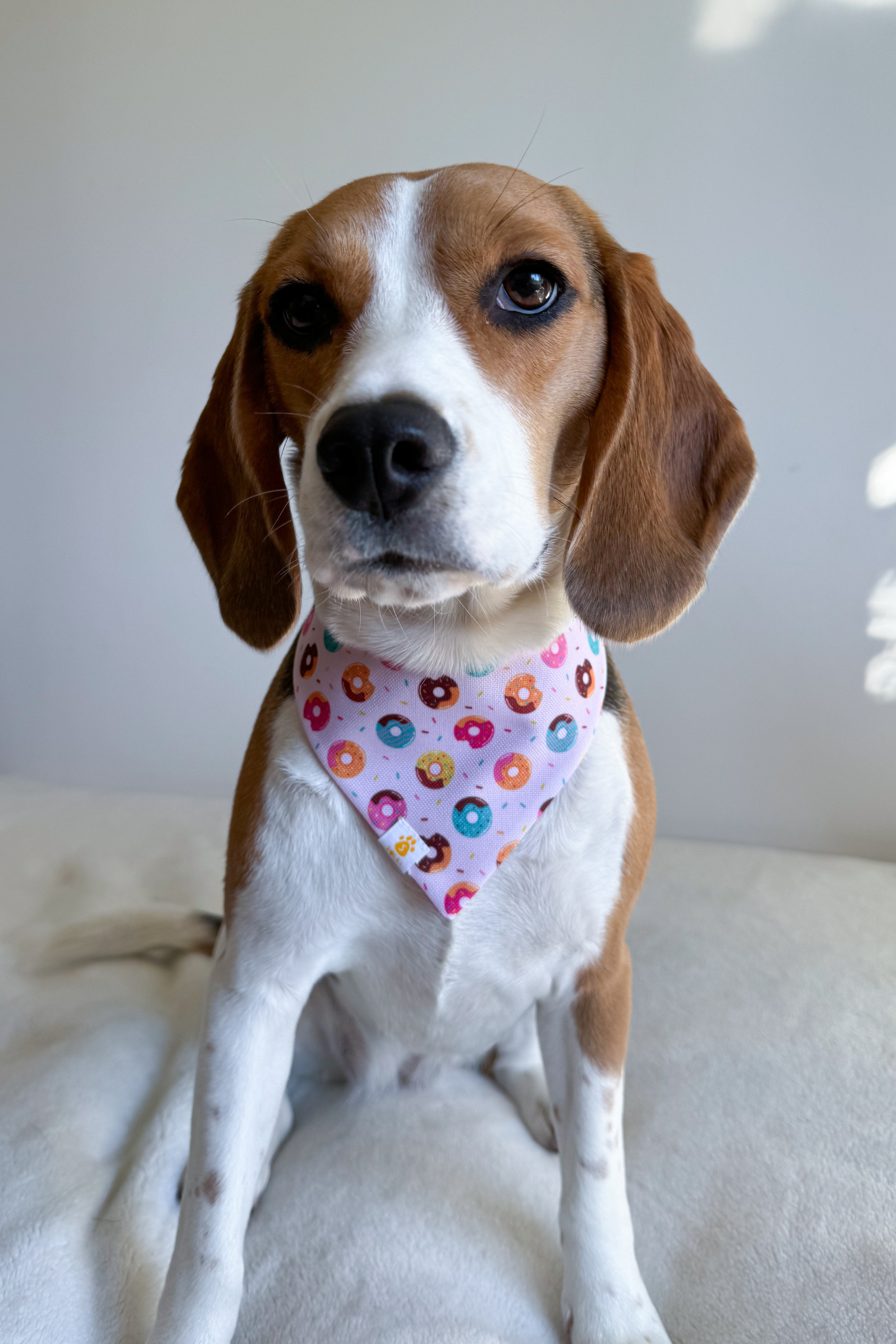 Bandana - Donuts