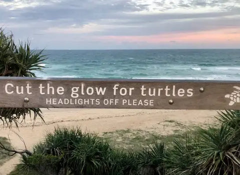 Cut the glow for turtles