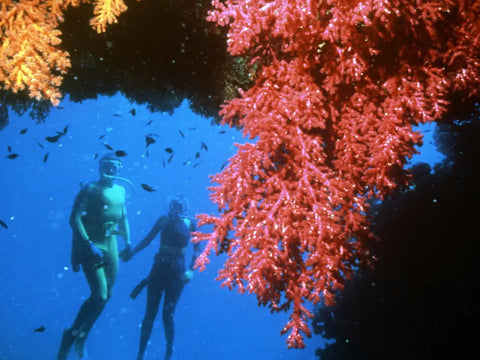 Sea Divers and coral