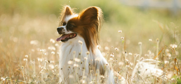 Papillon Dienon