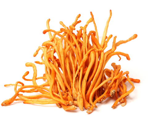 are Cordyceps mushrooms safe for dogs