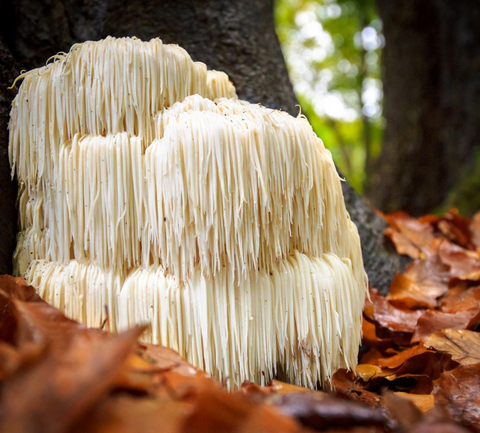 are lions mane mushrooms safe for dogs? 