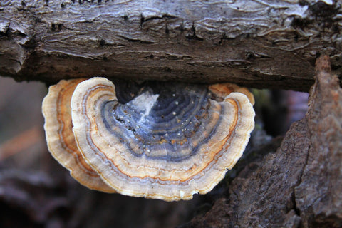 are Turkey Tail mushrooms safe for dogs