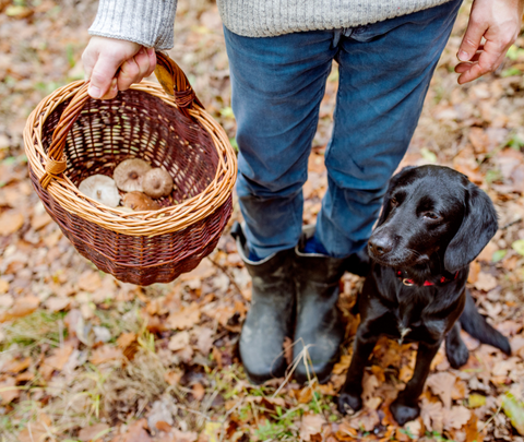 how do you give mushrooms to your dog?