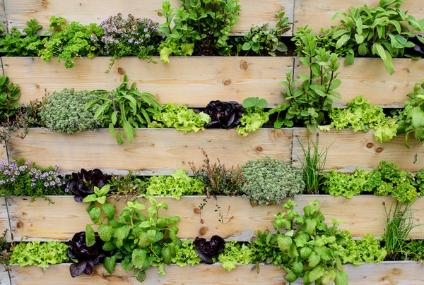 Un jardin vertical de bois avec des plantes médicinales.