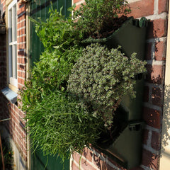 Potager vertical avec plantes herbacées