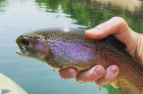 Bennett Springs Rainbow