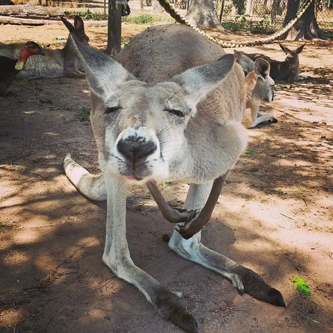 Kangaroo kiss