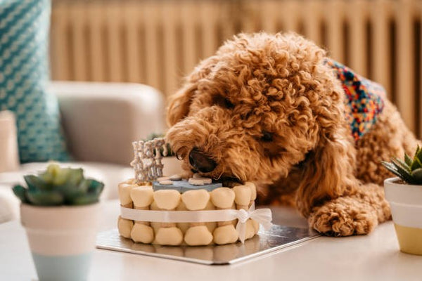 Dog Birthday Quotes and Wishes
