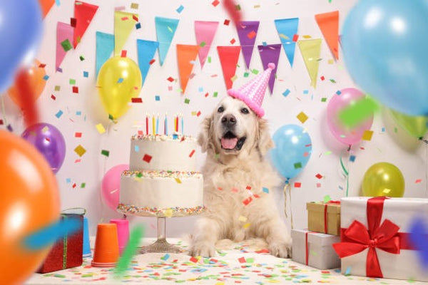 Funny Birthday Wishes for Dog