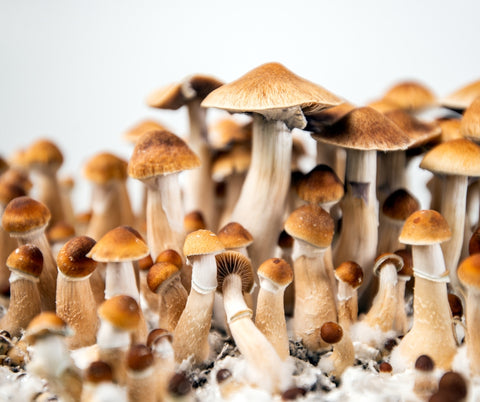 psilocybe cubensis mushrooms golden teacher