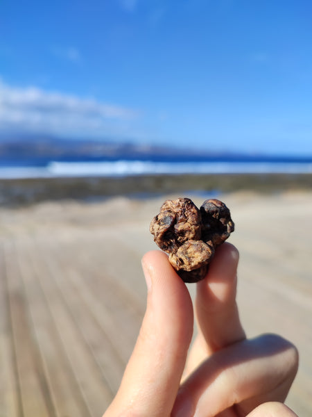 a hand holds a small magic truffle. a beach and the ocean are in the background