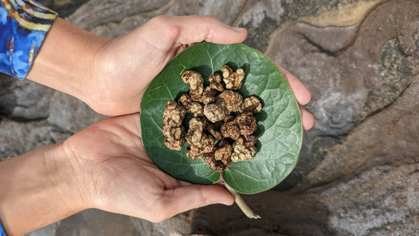 magic truffle portion on a leaf