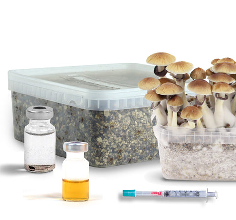 magic mushroom grow supplies including spore vial, nutrient solution, syringe, sterilized substrate and finished magic mushrooms