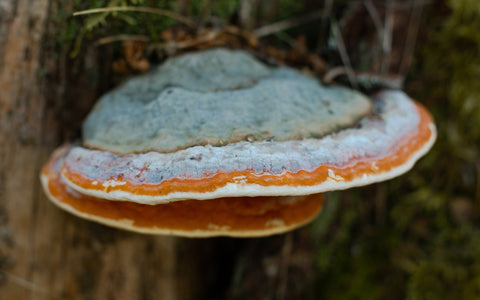 chaga mushroom 