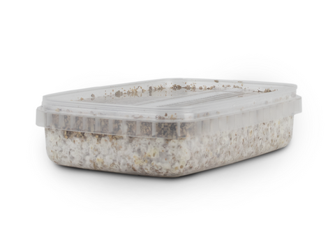 magic mushroom growbox with white mycelium