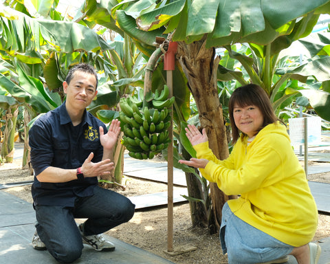 壱岐島のバナナ農園 BANANA FARM IKI 王様バナナ