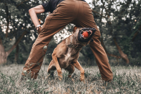 L’importanza di giocare con il proprio cane