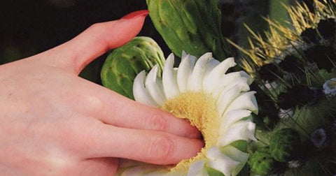 A beautiful and slender hand inserted into the chrysanthemum