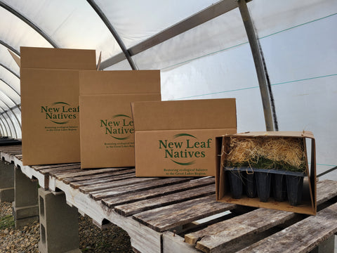 Our custom box inserts are designed to place downward pressure on the trays in case of an accidental tip over. Empty space above the plants is filled with a compostable packing material for added security and to help retain moisture.