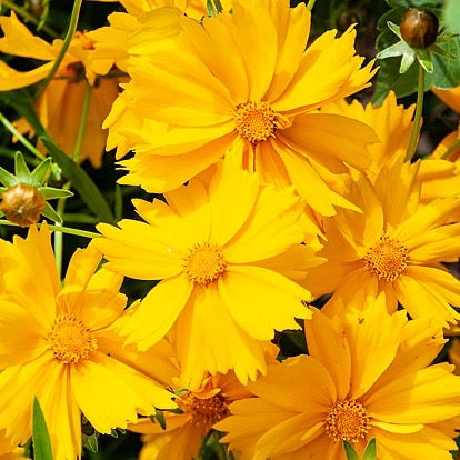 Coreopsis lanceolata - Lance leaf Coreopsis - 38 Plug Tray