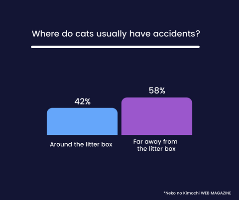 Where cats experience accidents