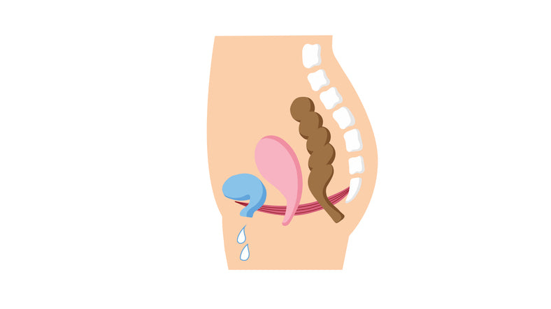 An illustration showing urinary leakage, the location of the pelvic floor muscles and the location of the colon in the human body.